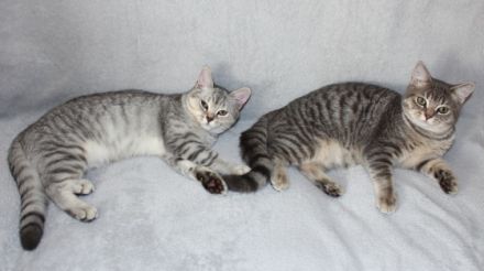 2 BKH Junge Kätzchen Kater Kitten Britisch Kurzhaar aus