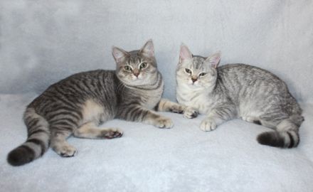 2 BKH Junge Kätzchen Kater Kitten Britisch Kurzhaar aus