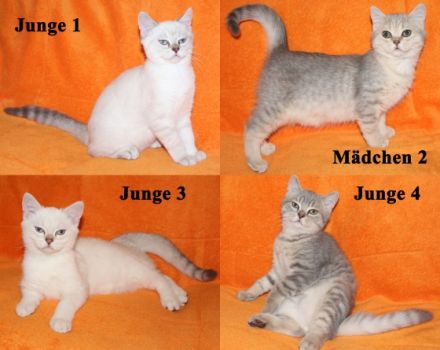 4x BKH Kitten Kätzchen Katze Kater Britisch Kurzhaar
