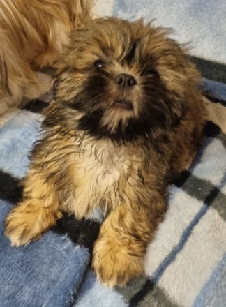 Nico und Nele suchen noch ein Zuhause. Die Welpen sind