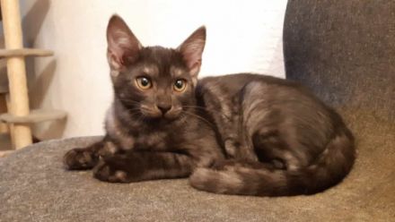 Hallo! Wir sind Omniya, Piet und Placide sind