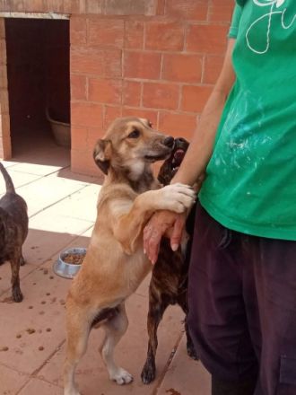 Rüden, geb. 06/2022, groß werdend, geimpft und gechipt