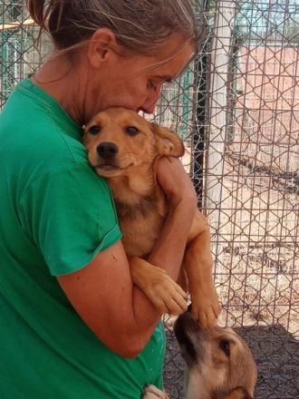 Rüden, geb. 06/2022, groß werdend, geimpft und gechipt