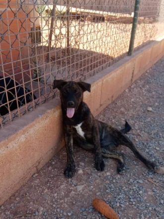 Rüden, geb. 06/2022, groß werdend, geimpft und gechipt