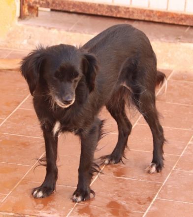 Die kleine Nini ist ca 4-5 Jahre alt, gut 35 cm „gross“