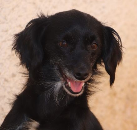 Die kleine Nini ist ca 4-5 Jahre alt, gut 35 cm „gross“