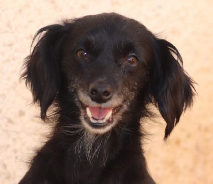 Die kleine Nini ist ca 4-5 Jahre alt, gut 35 cm „gross“