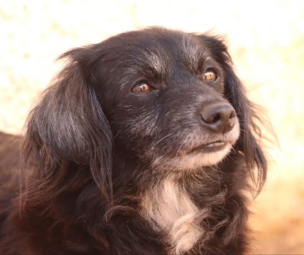 Die kleine Nana ist ca 6 Jahre alt, gut 35 cm „gross“,