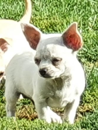 Allessio ist ein sehr lieber und verschmuster Weis