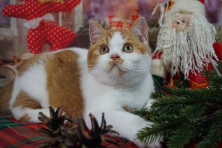 Ein süßer BKH Herzbube Namens Oskar , in einem rot