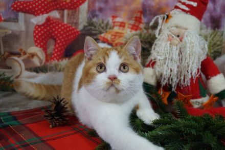 Ein süßer BKH Herzbube Namens Oskar , in einem rot