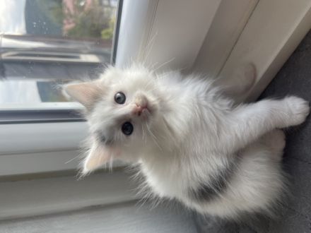 ** noch 4 Kitten zu verkaufen ** Geboren sind sie am: