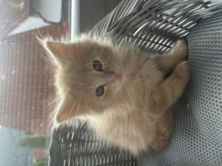 ** noch 4 Kitten zu verkaufen ** Geboren sind sie am: