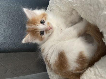 ** noch 4 Kitten zu verkaufen ** Geboren sind sie am: