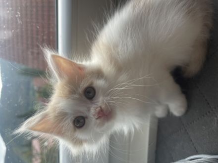 ** noch 4 Kitten zu verkaufen ** Geboren sind sie am: