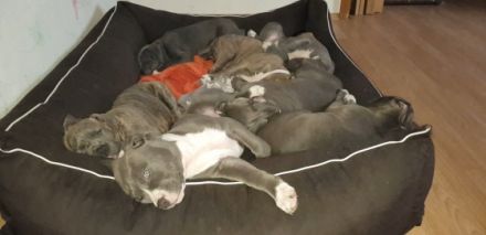 Unsere American Bully XL Blue Line Hündin Mia Glitzer