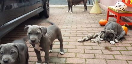 Unsere American Bully XL Blue Line Hündin Mia Glitzer