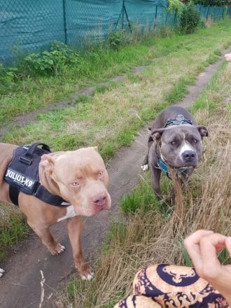 Unsere American Bully XL Blue Line Hündin Mia Glitzer