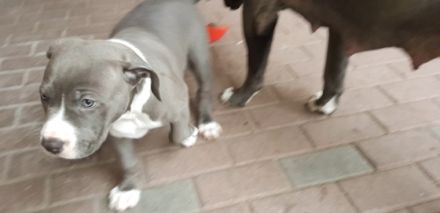 Unsere American Bully XL Blue Line Hündin Mia Glitzer