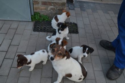 Unsere Hündin hatte am 12.08.22, ihren ersten-Wurf und