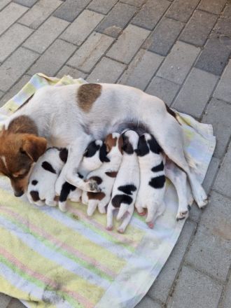 Unsere Hündin hatte am 12.08.22, ihren ersten-Wurf und