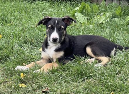 Hundekind Rita sucht liebevolle Familie   geb. ca. 07