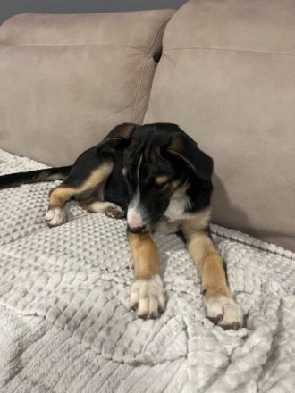 Hundekind Rita sucht liebevolle Familie   geb. ca. 07