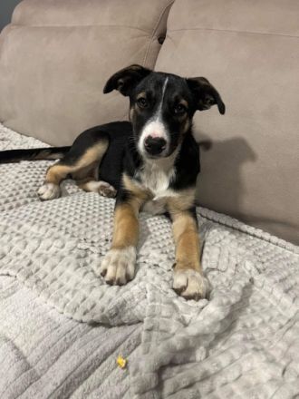 Hundekind Rita sucht liebevolle Familie   geb. ca. 07