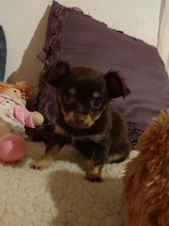 sie sind 7 Wochen alt geimpft, gechipt sind auch .