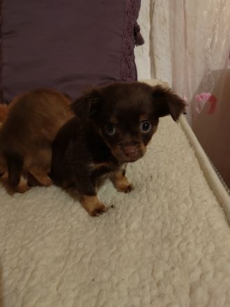 sie sind 7 Wochen alt geimpft, gechipt sind auch .