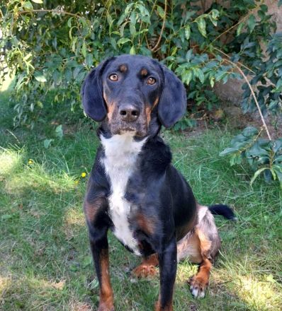 Jolene - Sportskanone sucht liebevolles Zuhause🏡