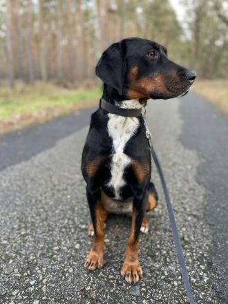 Jolene - Sportskanone sucht liebevolles Zuhause🏡