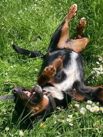 Jolene - Sportskanone sucht liebevolles Zuhause🏡