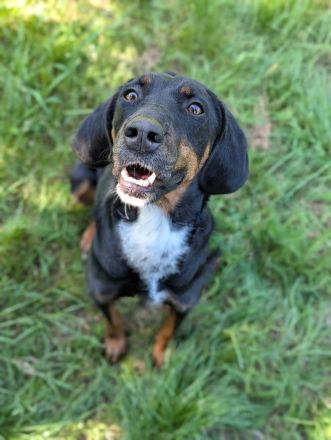 Jolene - Sportskanone sucht liebevolles Zuhause🏡