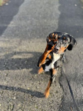 Jolene - Sportskanone sucht liebevolles Zuhause🏡