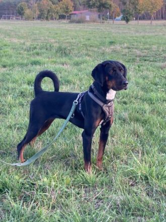 Jolene - Sportskanone sucht liebevolles Zuhause🏡