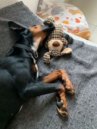 Jolene - Sportskanone sucht liebevolles Zuhause🏡