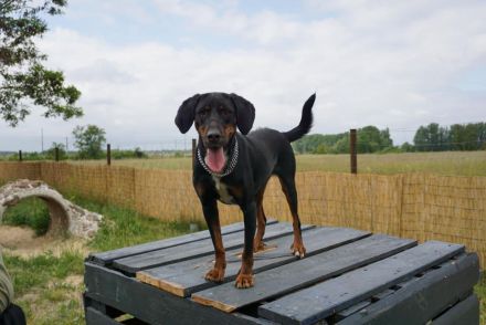 Jolene - Sportskanone sucht liebevolles Zuhause🏡