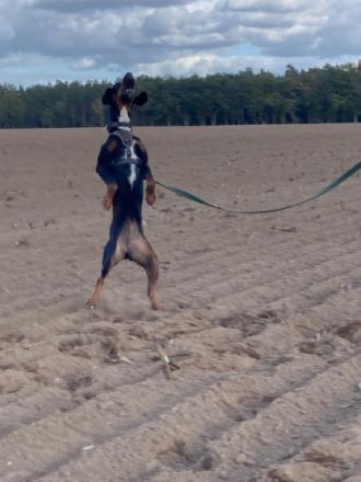 Jolene - Sportskanone sucht liebevolles Zuhause🏡