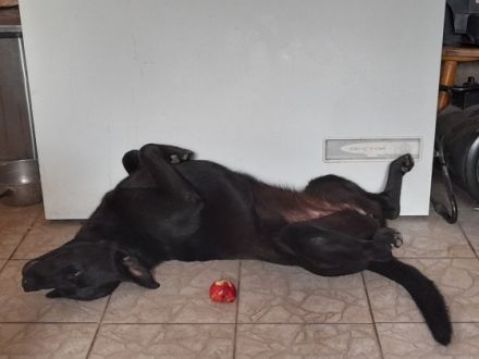 Unser Labrador ist auf der Suche nach dem Bestplatz.