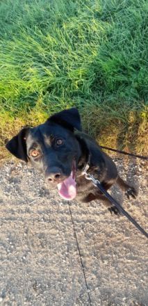 Unser Labrador ist auf der Suche nach dem Bestplatz.