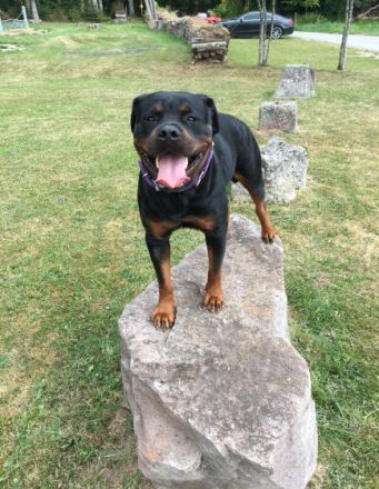 AUS SPITZEN-VERPAARUNG!!! Mama : LA NERINA ROYAL