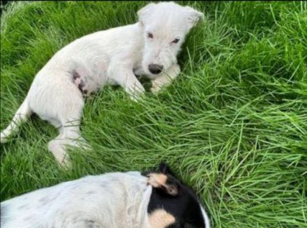 Kleiner Eisbär Nanuk  geb. ca. 01/2022, vermutlich