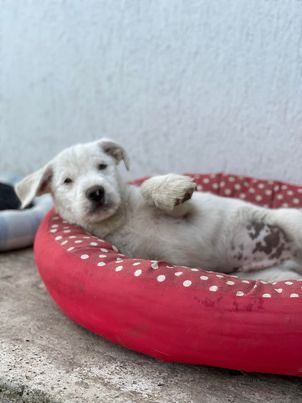 Kleiner Eisbär Nanuk  geb. ca. 01/2022, vermutlich