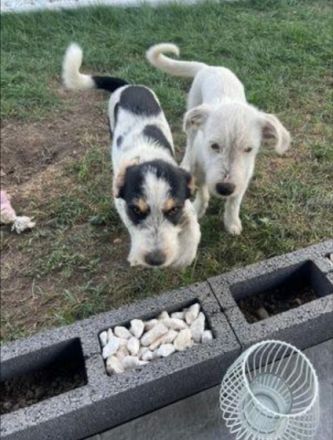 Hübsches Hundekind Noris Rüde, geb. ca. 01/2022,