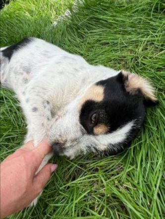 Hübsches Hundekind Noris Rüde, geb. ca. 01/2022,