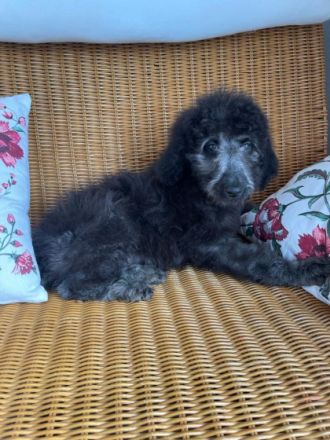 Wir sind die zauberhaften Labradoodle Welpen . Nun sind