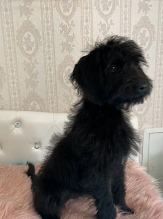 Wir sind die zauberhaften Labradoodle Welpen . Nun sind