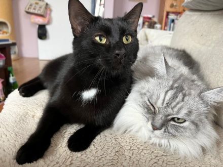 Marty, ein lieber Katermann, sucht einen Kuschelplatz mit Freigang