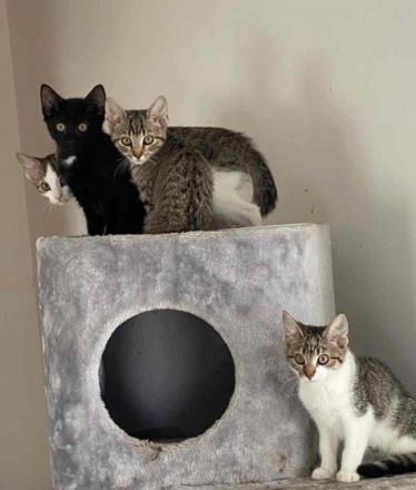 Marty, ein lieber Katermann, sucht einen Kuschelplatz mit Freigang